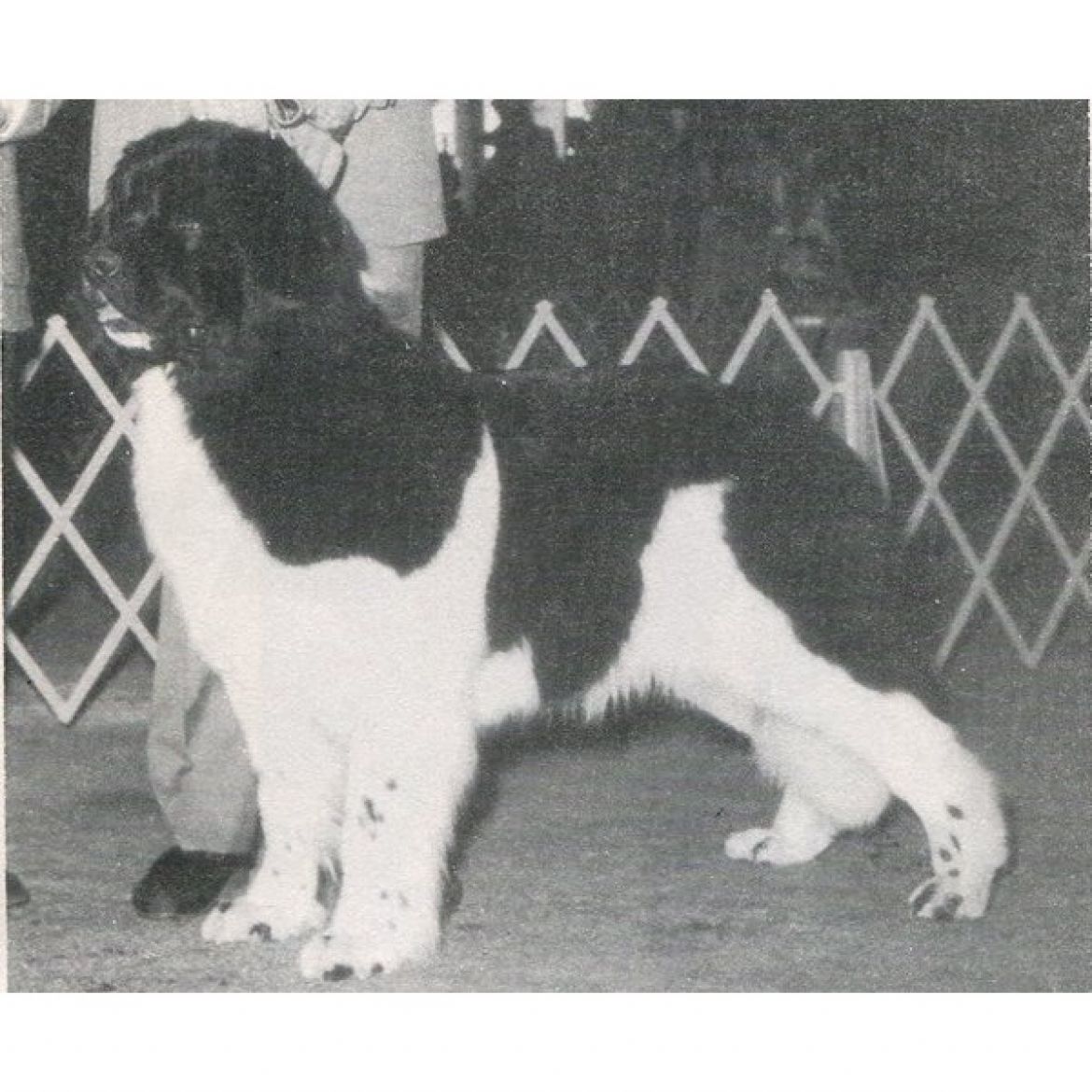 T Abbyacres Kati (20-06-1985)